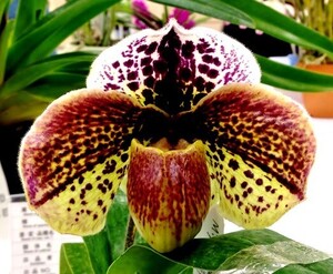 洋蘭 交配種 地生蘭 パフィオ Paph.(Miya Beautiful Dtream 