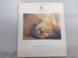 猫 CAT DAYS 山下寅彦