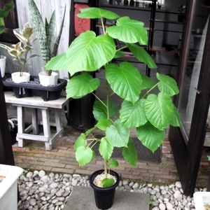 現物出品『ウンベラータ 130ｃｍ＊Ficus umbellata』７号　