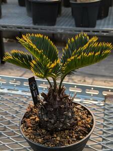 THE CORE 株　Cycas revoluta 金環蘇鉄　金環ソテツ　