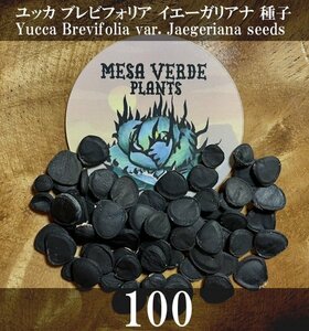 ユッカ ブレビフォリア イエーガリアナ 種子 100粒+α Yucca Brevifolia var. Jaegeriana 100 seeds +α Joshua Tree ジョシュアツリー 種