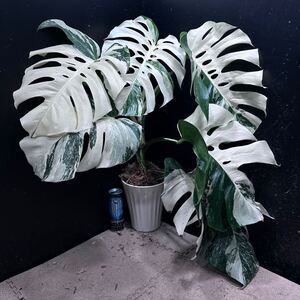 超最高級 超希少 極斑入り モンステラ ボルシギアナ ホワイト タイガー 1鉢　Varigated Monstera Borsigana 