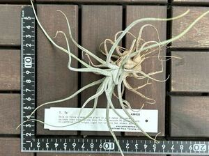 RFIタグ付　Tillandsia 