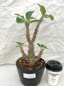 9383 「実生」パキポディウム ウィンゾリ　　植え【種から発芽・発根・Pachypodium windsorii・安定開始】