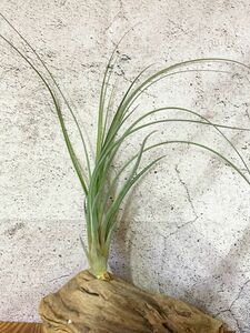 【Frontier Plants】【現品】チランジア・ブルボーサ・ジャイアント×マグニスピカ T. bulbosa Giant x T. magnispica