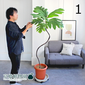 【現品】パンの木 曲がり 10号 茶鉢（1）Artocarpus altilis