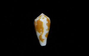 貝の標本Conus fischoeder 23.5mm