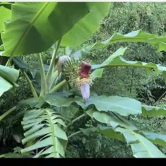 最後になりました★珍しいです♡鹿児島　バナナ　花　　1個