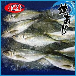 業務用 地アジ 長崎 ３kg 約１８尾前後