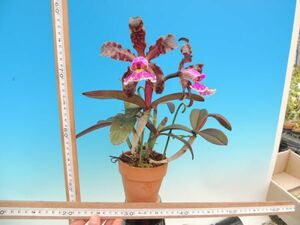 T♪洋蘭　 Cattleya schilleriana x sib. 　注：花保たず　 洋ラン