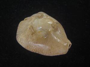 貝 標本 ムカシリュウグウダカラ(Barycypraea caputviperae)