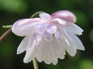 八重咲レンゲショウマ、３株、開花株、日陰に向く、初夏に開花、裸で送ります