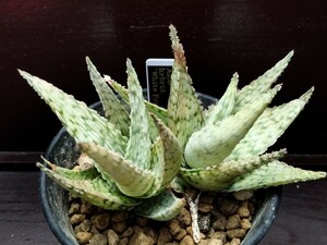 Aloe hybrid 