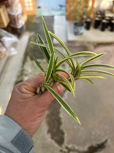 富貴蘭専門サムライオーキッド　水晶覆輪　三本