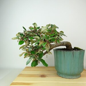 盆栽 寒茱萸 樹高 上下 約21cm かんぐみ Elaeagnus カングミ グミ科 常緑樹 観賞用 現品