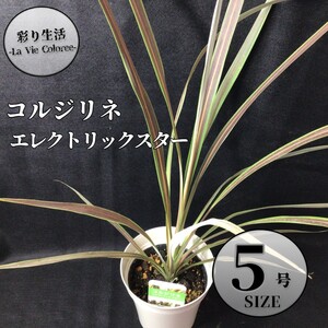 コルジリネ エレクトリックスター 5号 鉢植え ドライガーデン リゾートガーデン