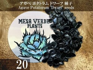 アガベ ポタトラム ドワーフ 種子 20粒+α Agave Potatorum 