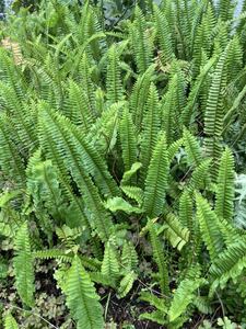 タマシダ　Nephrolepis cordifolia 10株