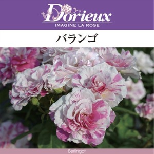 送料無料　バランゴ　新苗4号鉢　　鉢植え バラ 薔薇 ドリュ フレンチローズ