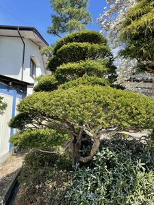 アララギ　蘭　庭木　樹木　長野県