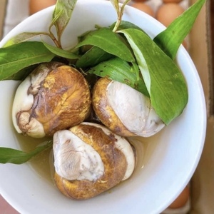 鶏のバロット 孵化しかけた卵 活珠子 10個 MSサイズ 鶏のたまご 日本国内製造
