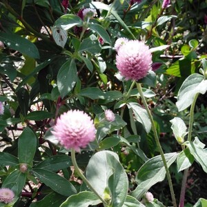 千日紅 ピンク 種 30粒 切り花 ドライフラワー 春まき 夏まき 一年草 センニチコウ 花種 種子 2024年採取 同梱可