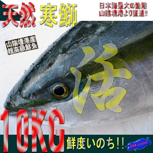 活〆「寒ブリ10-11kg」鮮度抜群、山陰境港産、とれたて直送！！