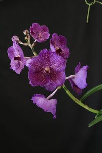 値引再出品！ 洋蘭 バンダ TA11845 Vanda Kasem Wirat (MC)