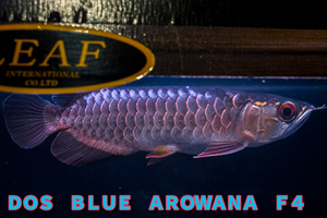 売り切り、インドネシア産　極上藍底過背金龍　『ＤＯＳ・ＢＬＵＥ・AROWANA ・Ｆ４』　メタルブルータイプ　　NO1380