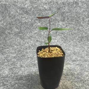 【鉢ごと発送】ペトペンチア ナタレンシス / Petopentia natalensis /【実生】/ 2号鉢 / 【現品】24-7-23-20