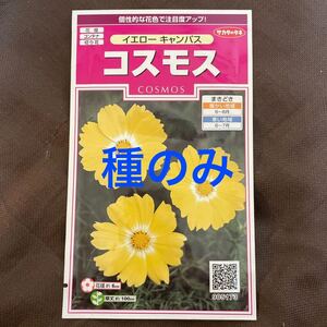 コスモスの種　20粒　イエローキャンパス　黄色　秋桜