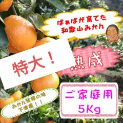 和歌山下津『熟成』みかん　5Kg大玉4L以上　丁寧な手選果　食べ応え抜群！