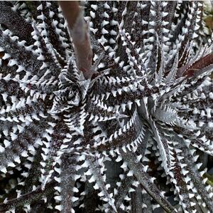 送料無料　Dyckia 