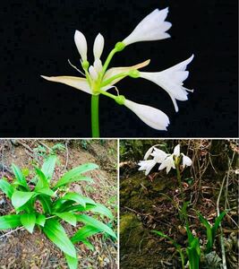 【新種ヒガンバナ科】Shoubiaonia yunnanensis 希少 球根 [リコリス アマリリス ネリネ ハエマンサス ブーファン ユリ Lycoris Hippeastrum