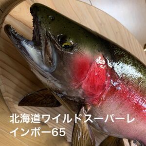 魚類剥製工房エフクラフト　幅広スーパーレインボー65