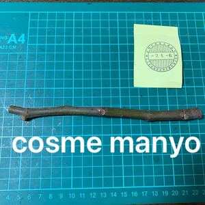 cosme manyo穂木 イチジク穂木 いちじく穂木