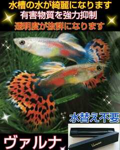 グッピーの飼育者絶賛！【ヴァルナ8センチ】有害物質を強力抑制！病原菌や感染症を防ぎ透明度が抜群に☆水槽に入れるだけ！水替え不要に！