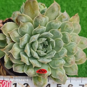 1202発送-R058 ハートチョイス エケベリア 多肉植物 韓国苗