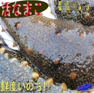 3箱、季節限定「活赤なまこ 1kg」やわらか～　『魚王国』境港産