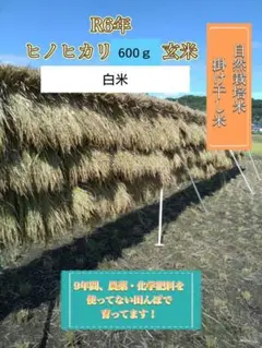 令和6年　掛け干し米　ヒノヒカリ600ｇ（300ｇ×2）白米 自然栽培米