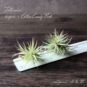 ④ 実生 【Original Hybrid】 Tillandsia bergeri × Tillandsia 