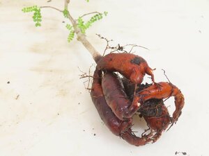 6186 「実生株」オペルクリカリア パキプス 抜き苗【種から発芽！・O.pachypus・塊根植物・葉落ちする】