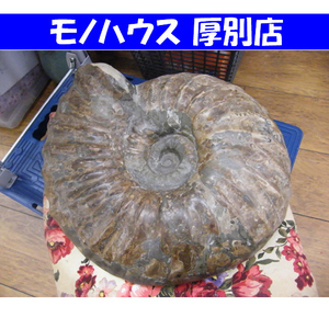 札幌市内近郊限定 アンモナイト 化石 観賞用 石 横幅 約40cm 重量 約35Kg コレクションに 中古 厚別区