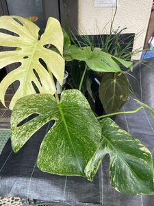 斑入り モンステラ　Monstera deliciosa white monster ホワイトモンスター！　日本で作出された美しいモンステラ デリシオーサ②