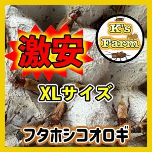 150匹(死着保証 込み)XLサイズ 《成虫 羽あり》フタホシコオロギ