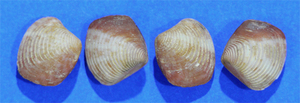 貝の標本 Crassatima rikae set 2
