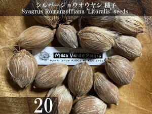 シルバージョウオウヤシ 種子 20粒+α Syagrus Romanzoffiana 