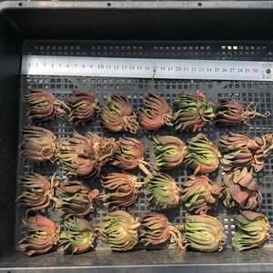 ハオルチア24個　0910-K083　玉扇　多肉植物　カット苗　寄植え　出荷日9/12か13