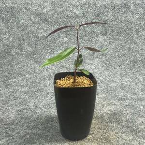 【鉢ごと発送】ペトペンチア ナタレンシス / Petopentia natalensis /【実生】/ 2号鉢 / 【現品】24-7-23-09