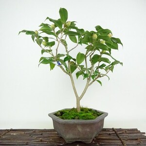 盆栽 椿 樹高 約40cm つばき Camellia japonica ツバキ ツバキ科 常緑樹 観賞用 現品